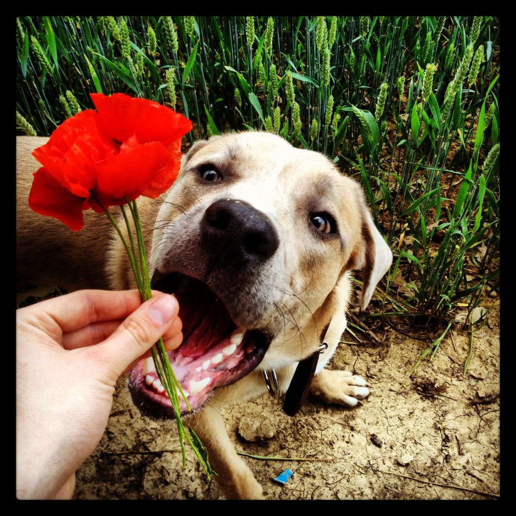 Eros - Cane corso X Berger Australien - Page 2 Photo36_zpsbccf9854