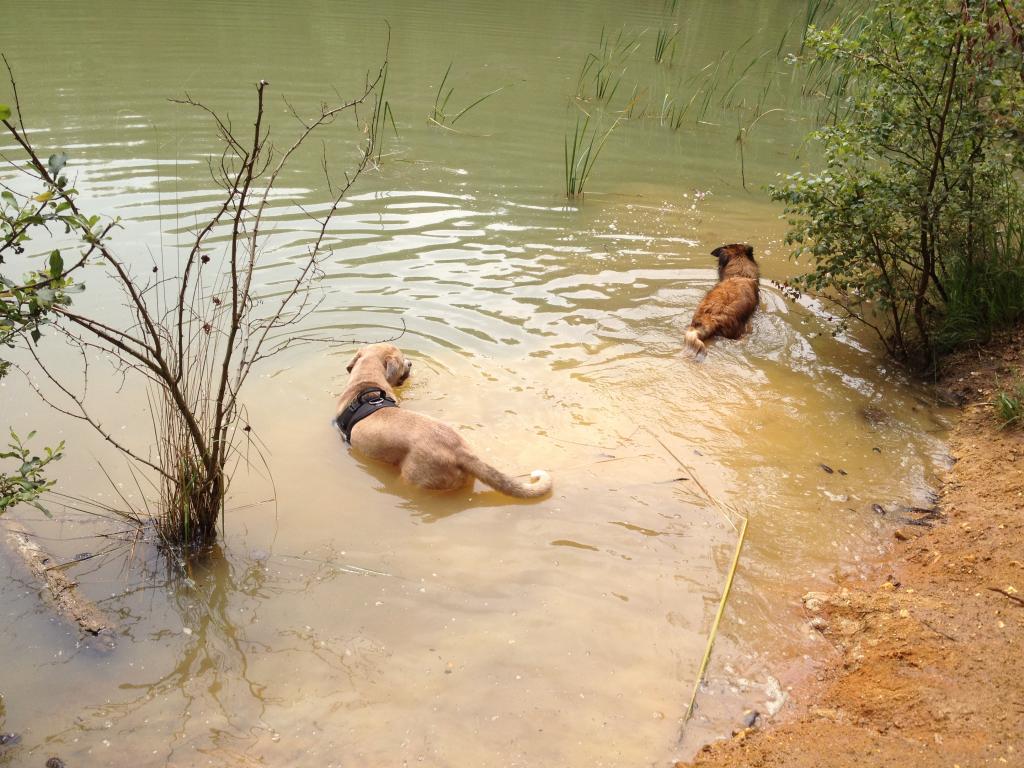 Balade chien en foret de sénart Photo4_zps7326bd73