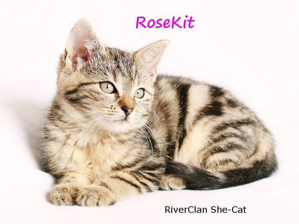 All of my Cats! RoseKit%20Edit%20Kit_zpsjkrvgk7a