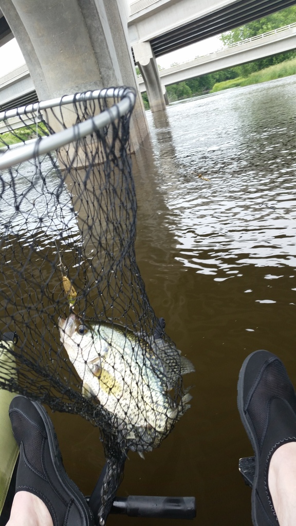 Rock River crappie photo Rock River crappie_zpswoyvaywx.jpg