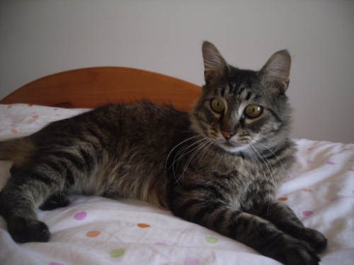 Peluso, gato cruce Maine Coon esterilizado y sano.  Valencia.- ADOPTADO 5c36b50f-9cb5-44b2-9c31-897fef0e2e7d_zps4431b468