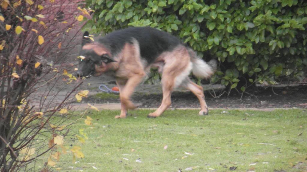 Riley 22 months homed SAM_0345_zpsa1a3c5bb