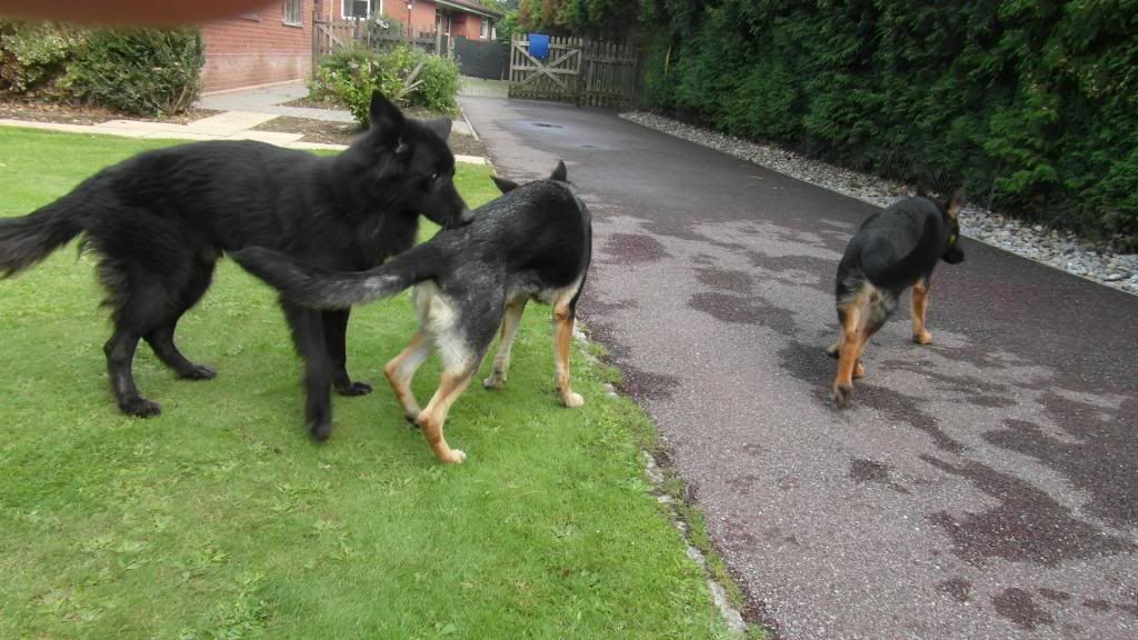 Toli 5yr old Black/tan longcoat boy homed SAM_0607_zps90e69082