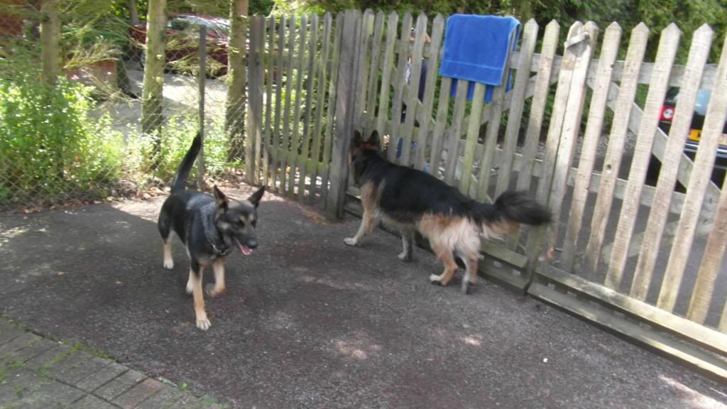 Toli 5yr old Black/tan longcoat boy homed SAM_0605_zps25ffc51d