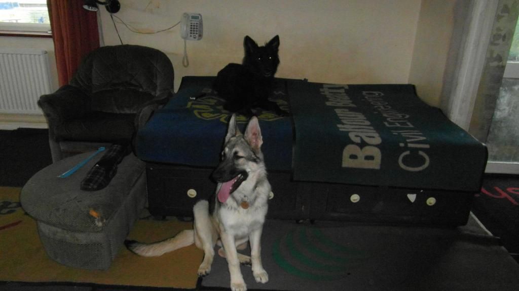 Ebony delightful 7 month beauty Homed SAM_0677_zps2793e040