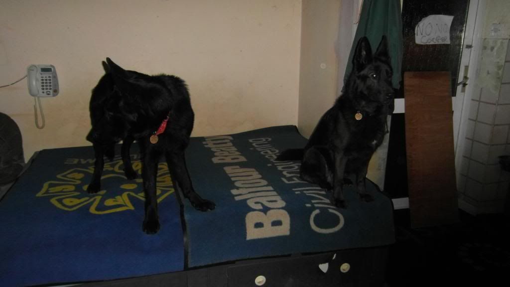 Guinness 6yr old girl Black homed Treetopsand2blacks004_zpse3a162b1