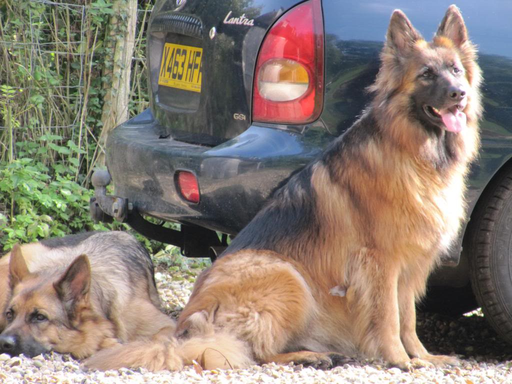 2 older male and female need a home  Octwittersham2010070_zpsf13a2bc2