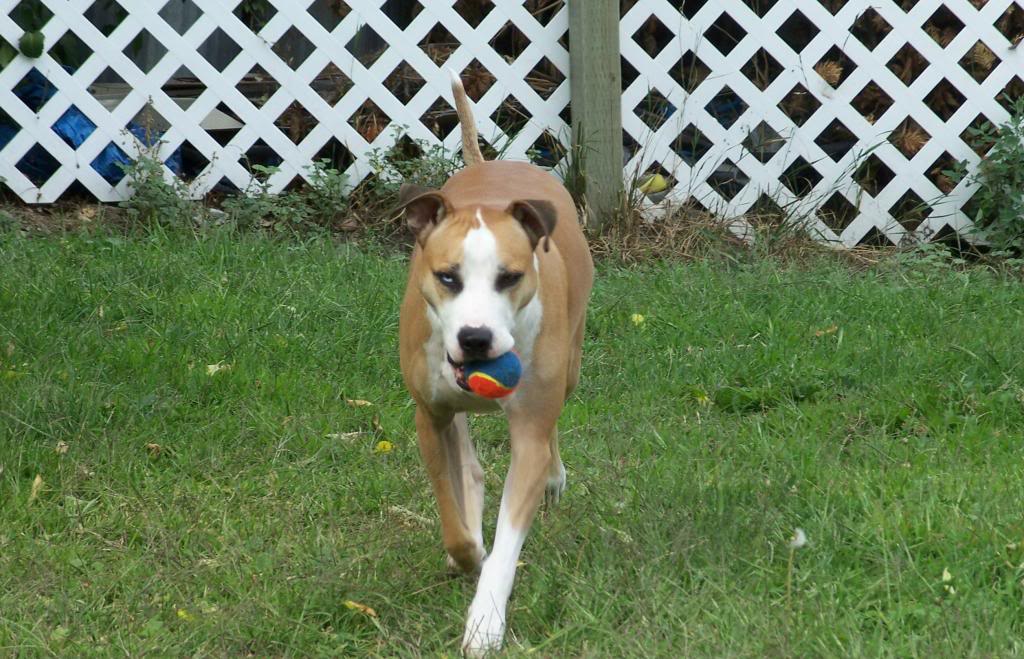 Staffies with balls Bandit07-2_zps231813a7