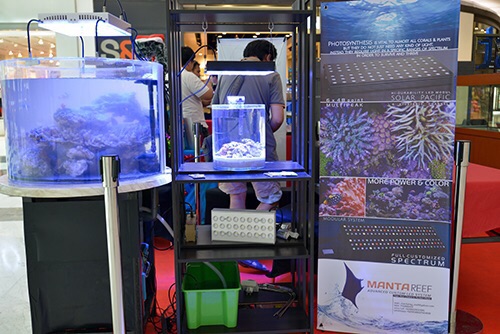 Event biota laut Indofishclub bersama Lippo Mall Puri IMG-20151127-WA0018_zpsc0bsjmrs