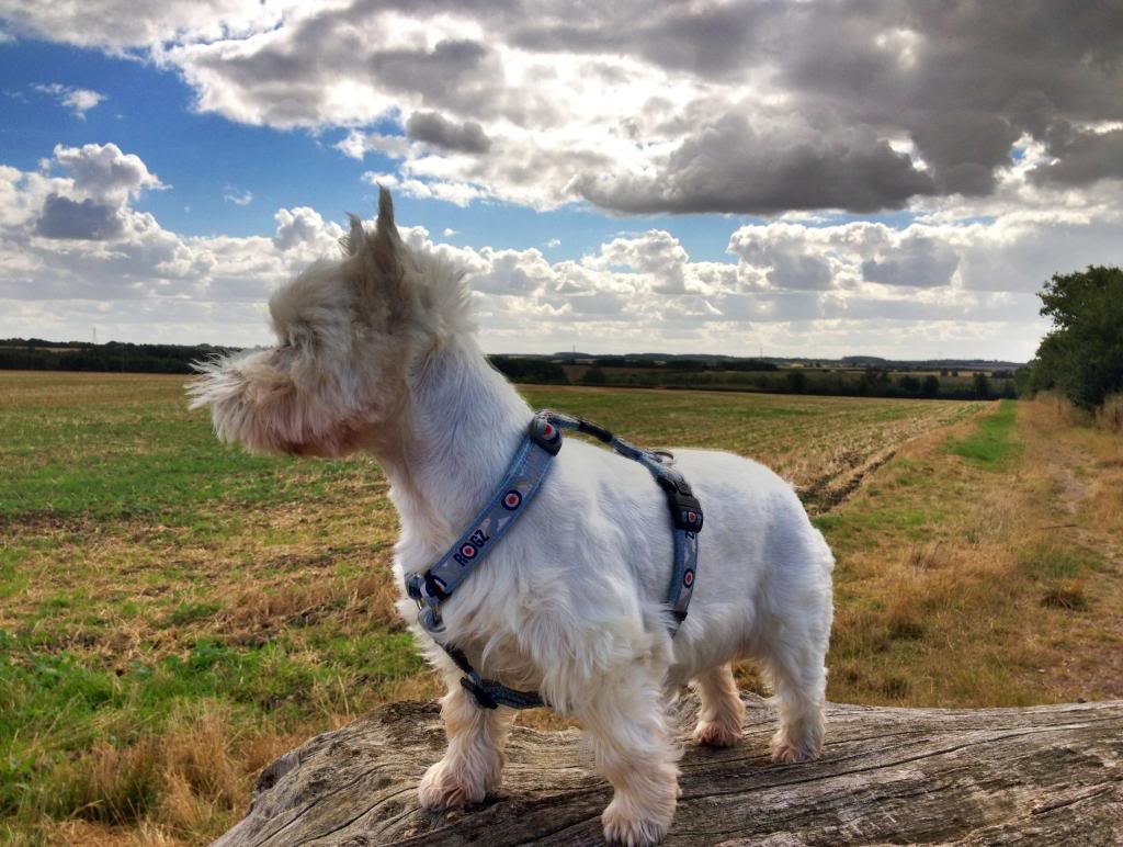 This is Meggy our other dog.... shes a 6 yr old westie IMG_0887