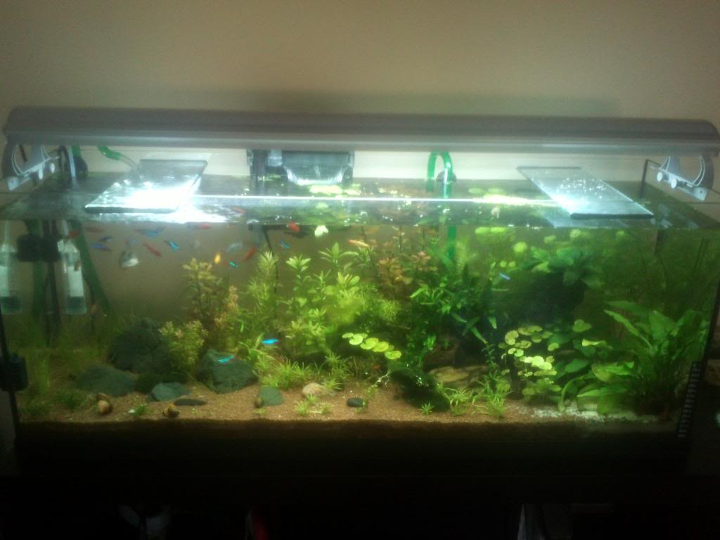 Acuario 120L Plantado - 3Z  IMG090_zps29769724