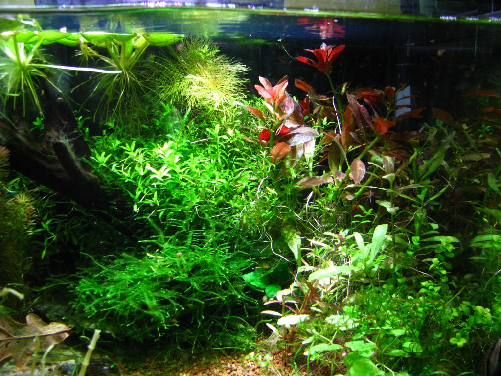 Acuario de 20L plantado - Página 4 IMG_6891_zpsf9ecada4