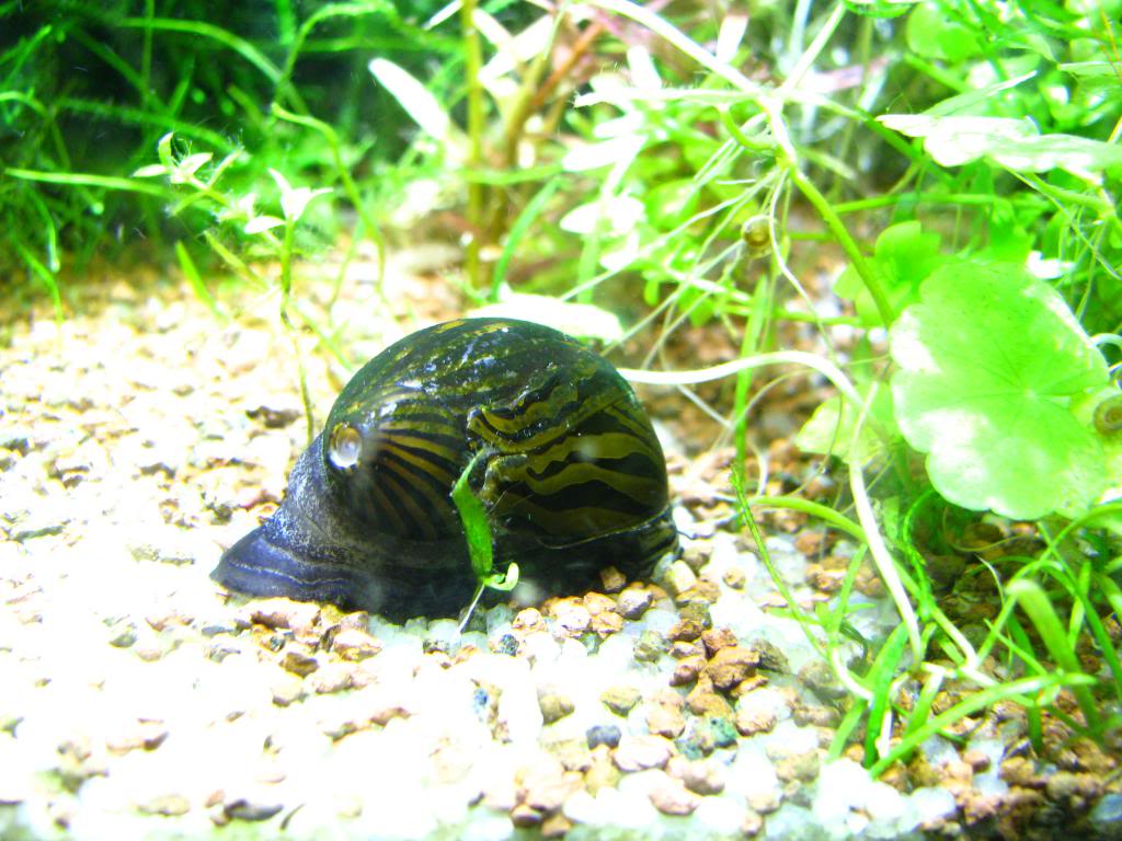 Acuario de 20L plantado - Página 4 IMG_6899_zpsc3e20748