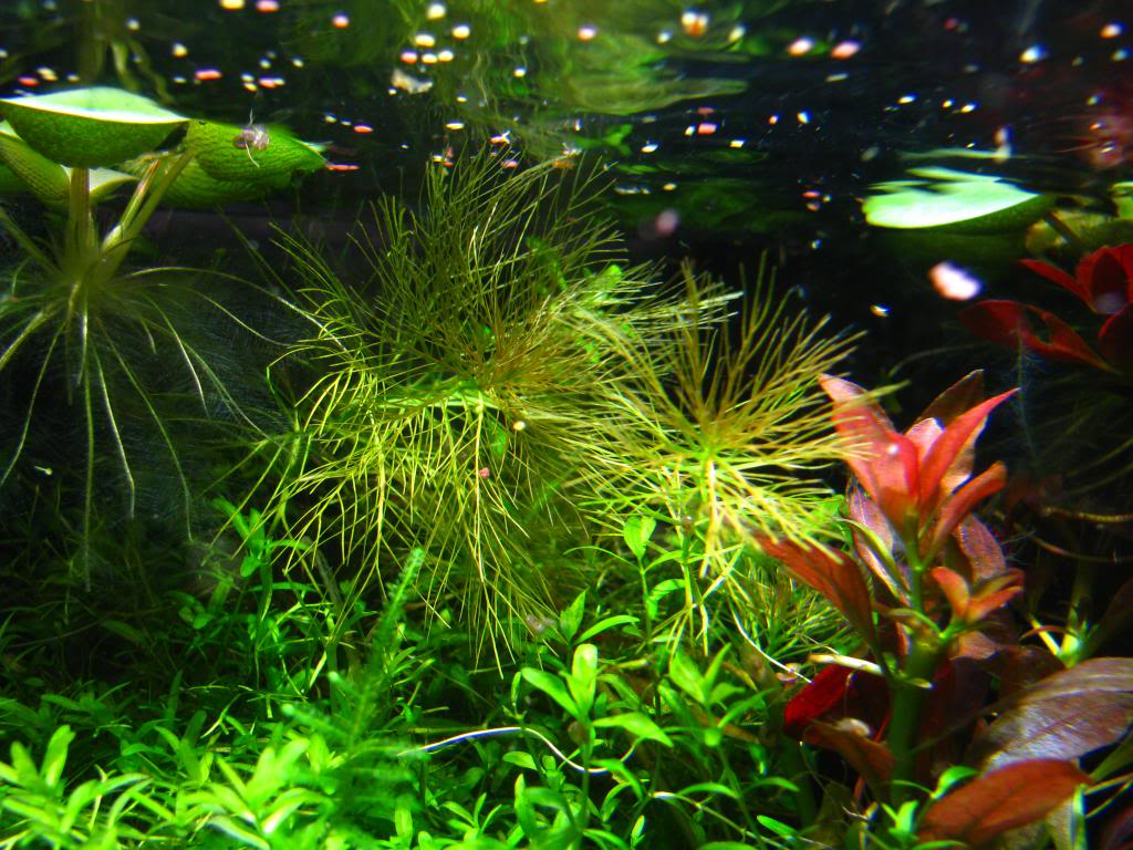 Acuario de 20L plantado - Página 4 IMG_6908_zpsea2c15ec