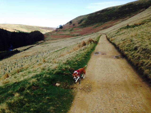 Today's walk at Derwent Valley(pic heavy)  Photo_zps04420fb9