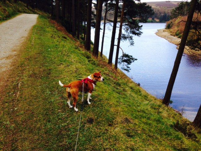 Today's walk at Derwent Valley(pic heavy)  Photo_zps24007acf