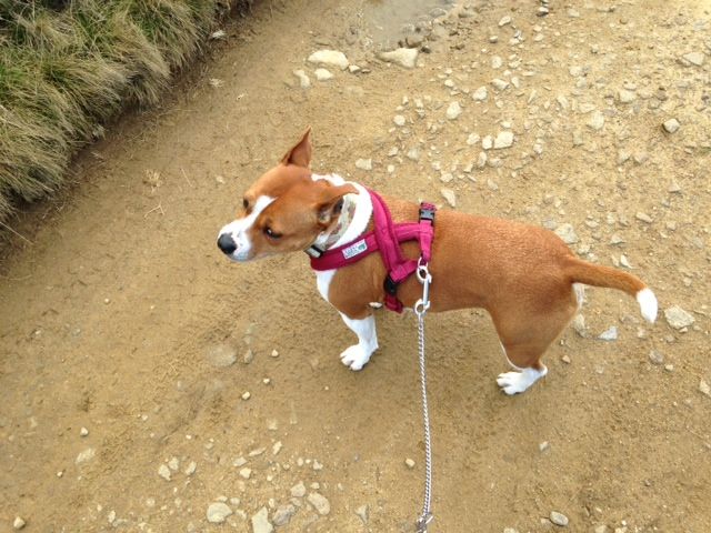 Today's walk at Derwent Valley(pic heavy)  Photo_zpsb4d209dc