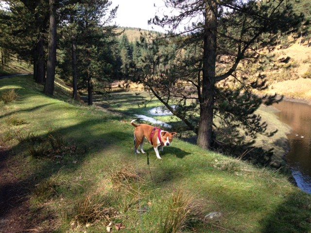 Today's walk at Derwent Valley(pic heavy)  Photo_zpsc9aa8c0f