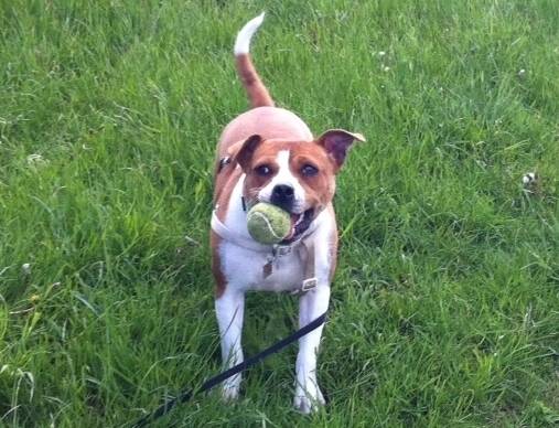 Staffies with balls - Page 2 Photo_zpsaf960da1