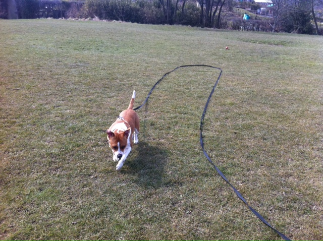 Staffies running shots - Page 2 Photo_zps423c28ec