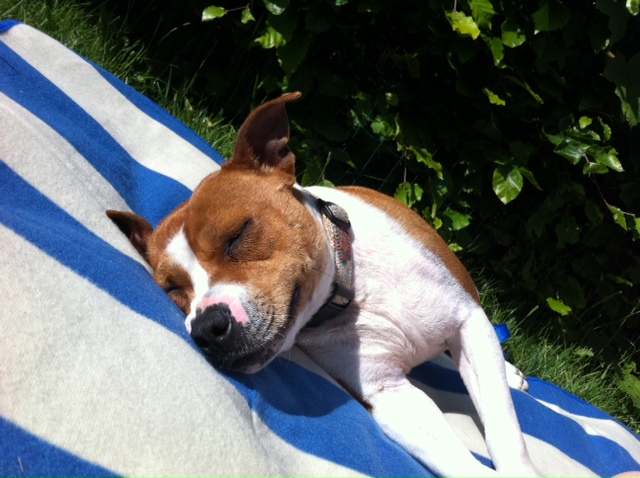 Sunbathing Staffy Photos  Photo_zps6236c22d