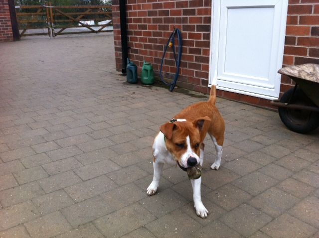 Daisy at Granny's Photo_zpsb56f96b6