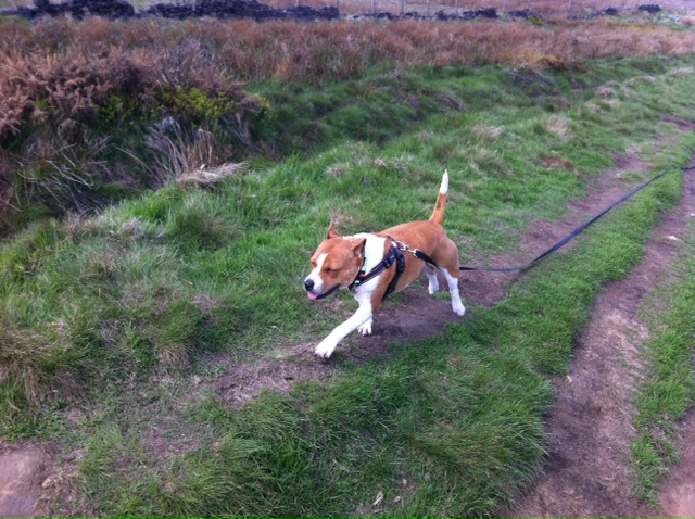 Staffies running shots - Page 2 Photo_zps3fcc3a7c