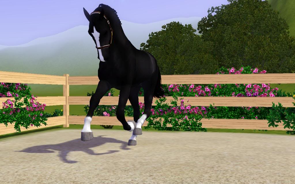 Hanoverian In-Hand Inspections Sept/Oct Screenshot-180_zpscdf34cb9