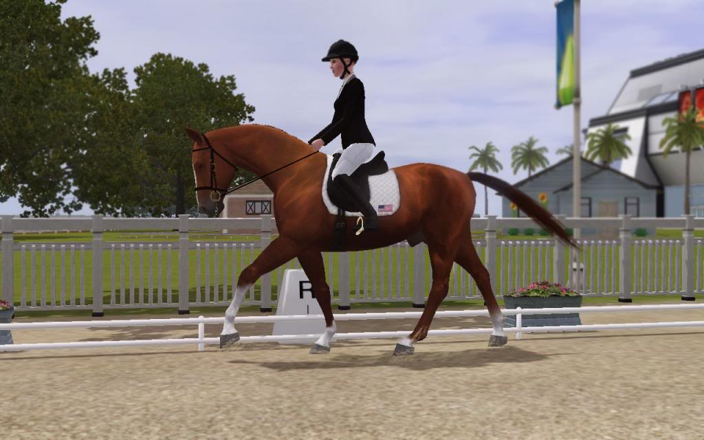 Hanoverian Stallion Licensing Inspections Sept-Oct Screenshot-189_zps8b2716e0