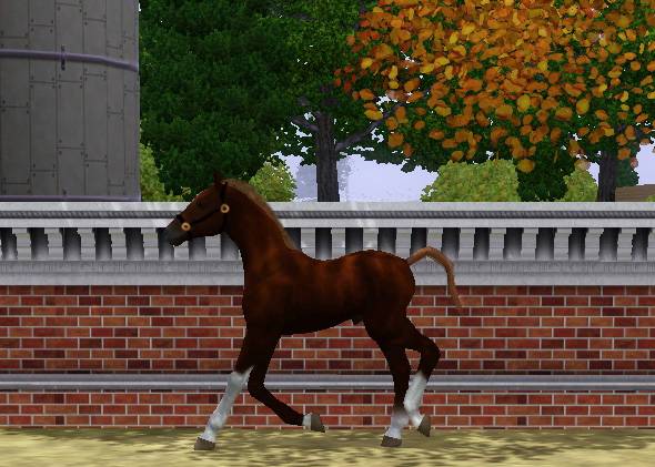 Nov-December Hanoverian Inspections Screenshot-230copy_zpse722a4b4