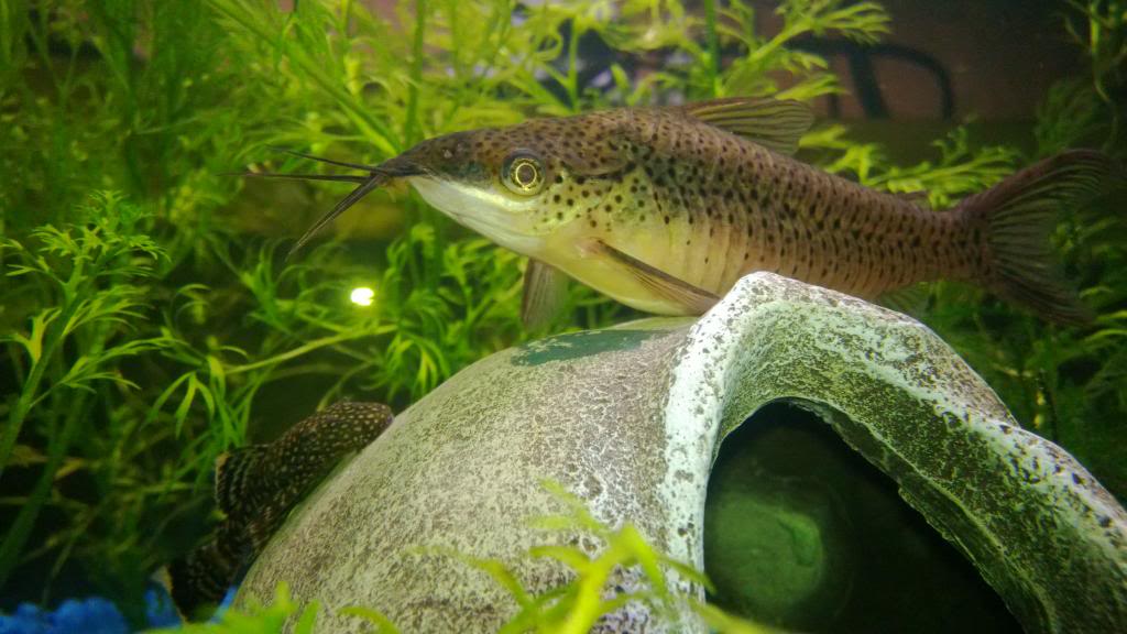 Another New Fishy Hobbyist To The Site PortholeCatfishmJuvenilePleco_zps442dd7dc