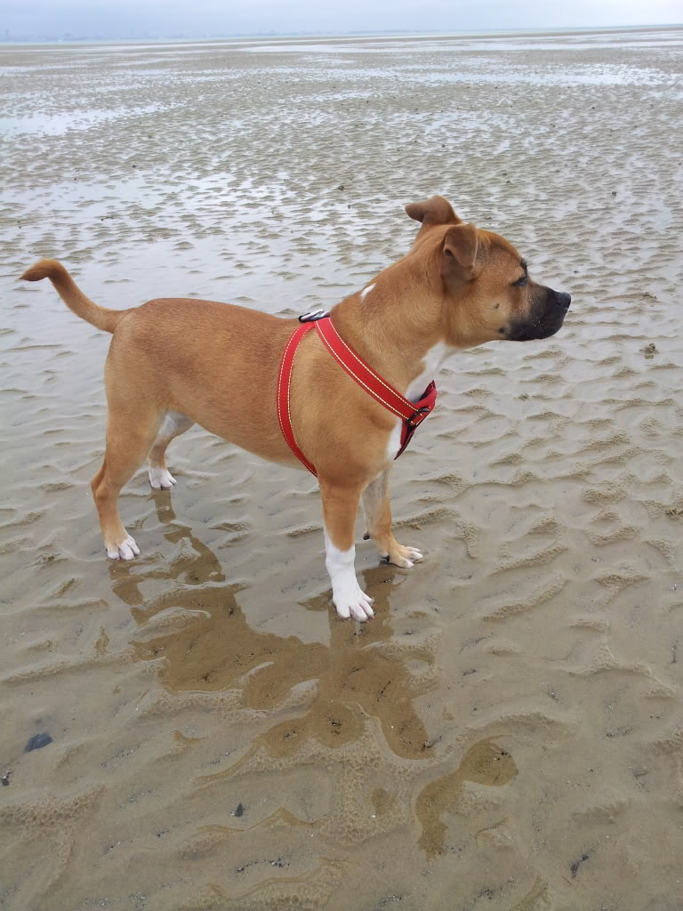 fudge at the beach 20130412_082721_zpsf1ad7cd5