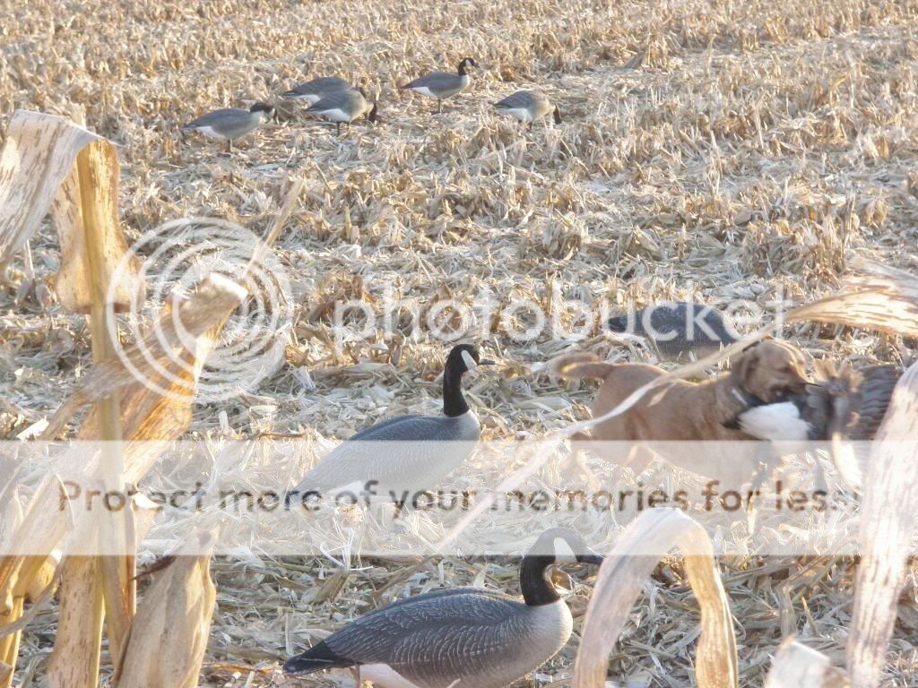 IL first goose hunt of 2009 PB130401