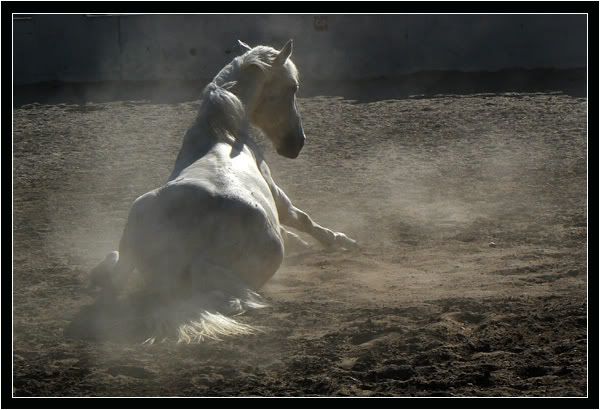 Cheval de poussire Avantchampionnat1