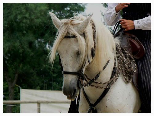 Concours d'équitation de travail Ckconcoursaccgm071