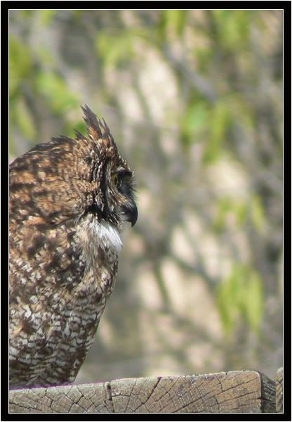 Rapaces de Beaucaire N°2 Rapacesdebeaucaires20