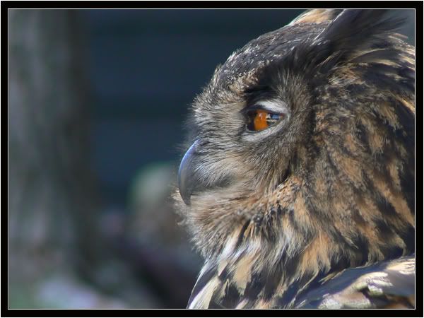 Rapaces de Beaucaire N°2 Rapacesdebeaucaires23