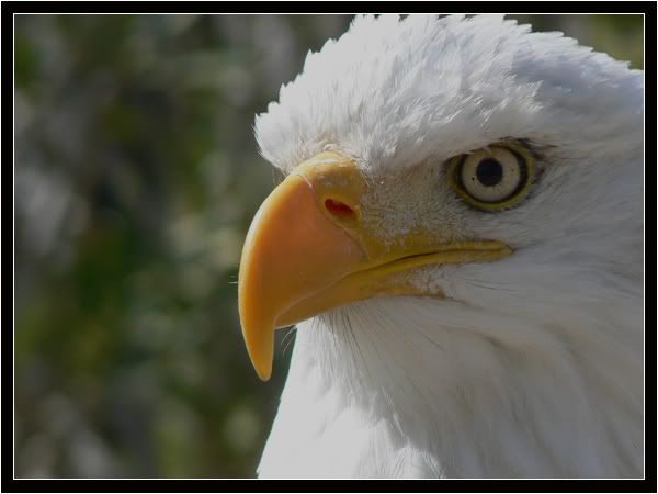 Rapaces de Beaucaires N°1 Rapacesdebeaucaires30