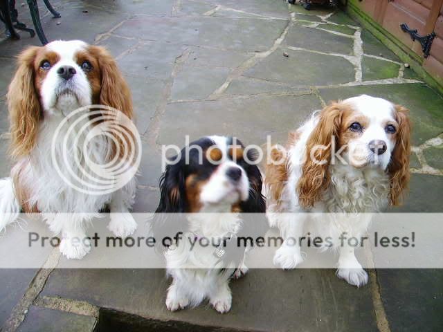 August Photo of the Month Dogs009