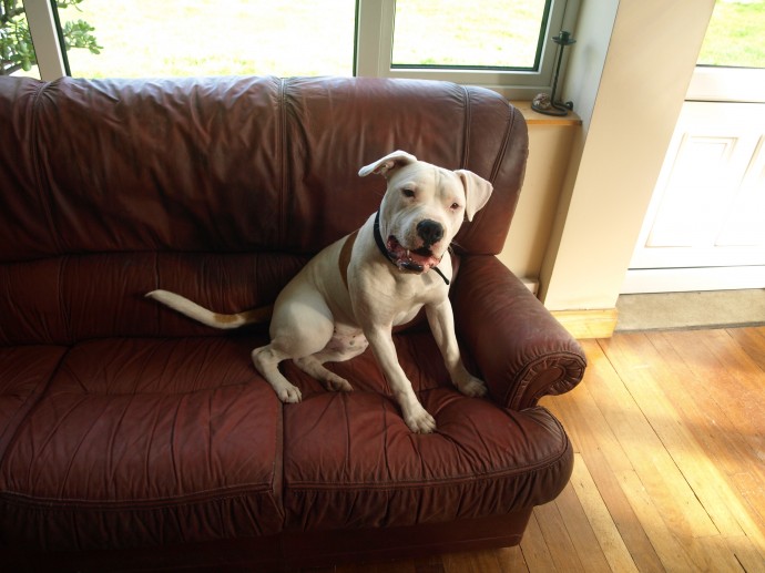 Yogi 11 month old Pit Bull X needs a home P8095652