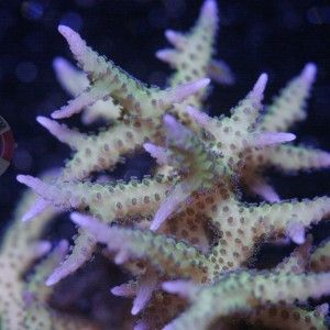 Coral Sale!!! Ends 7/28/13 MG_7023-300x300_zpscc117918