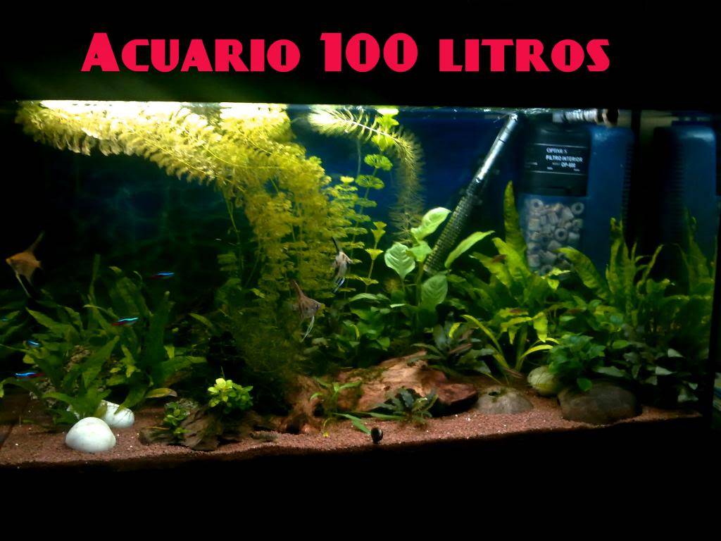 Presentación de mis acuarios Acuario100litros