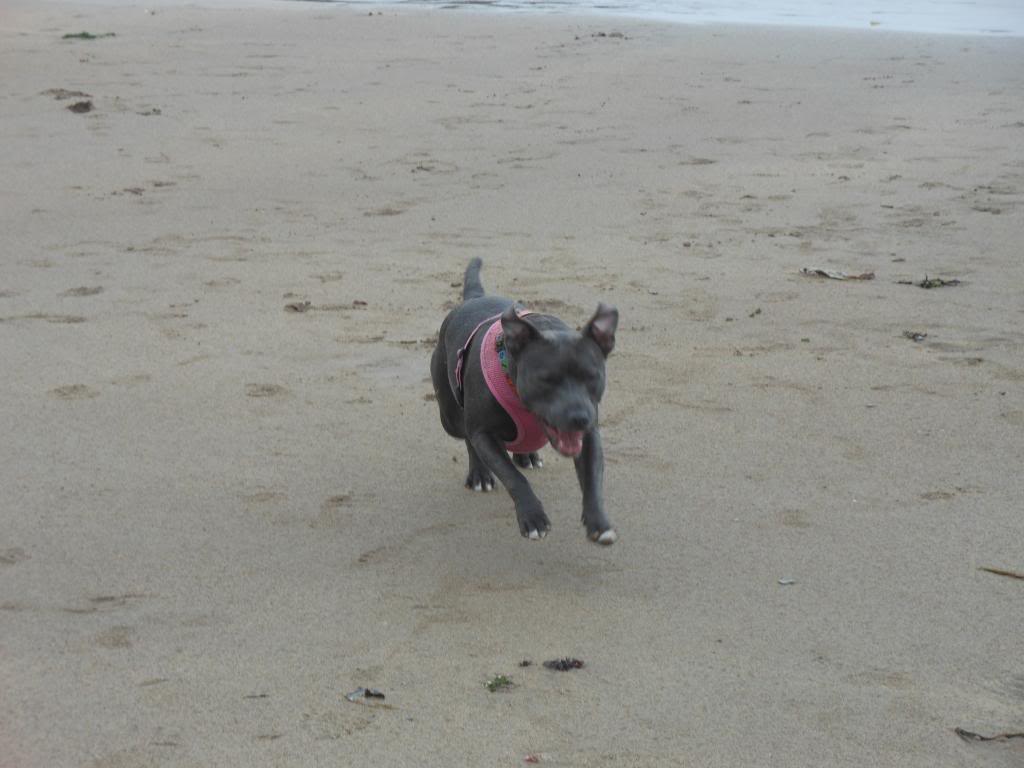 Staffies running shots - Page 2 Devon174_zps19cb0fff