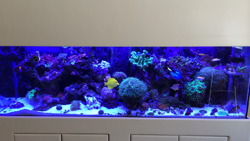 135 Mixed Reef 16150F2E-9FD2-480B-A61A-8811A87CB3C7_zpsjwnjjjsm