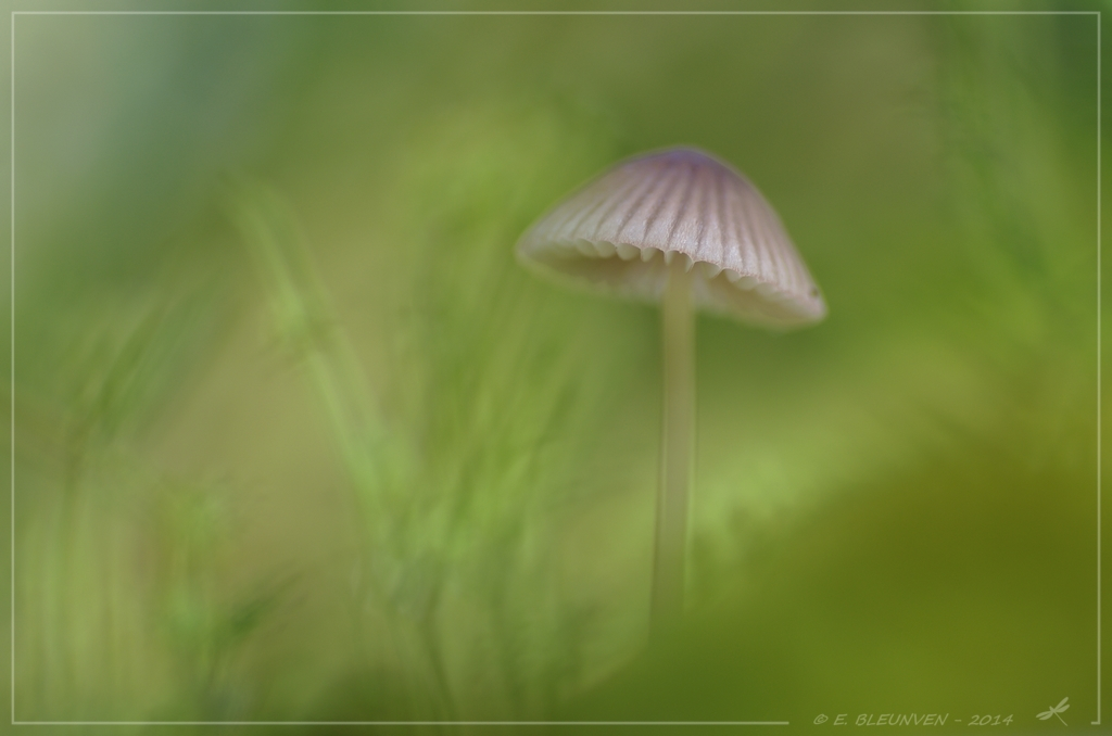 Champignons Champignonweb4_zps7b6d09c6