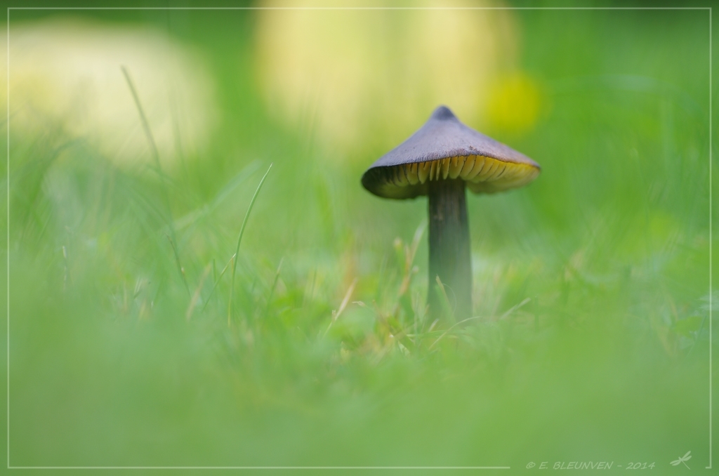 Champignons Champignonweb8_zps01187a9f