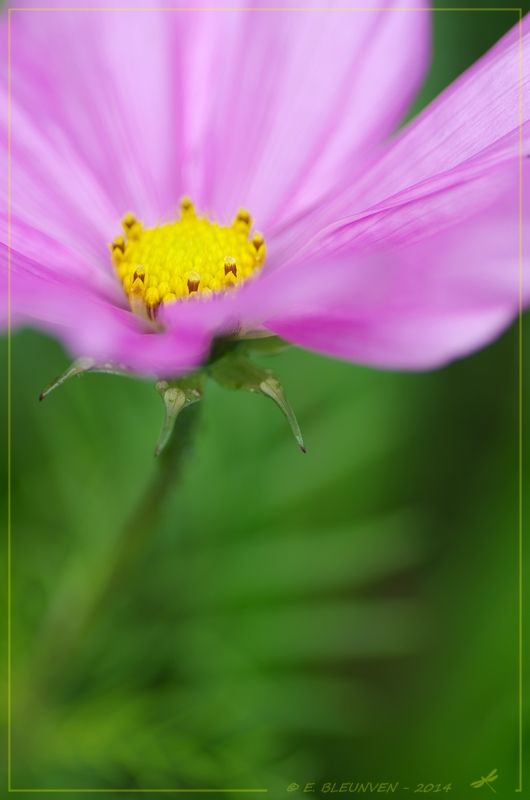 Flore - Page 30 Cosmos2web_zps7df3cdba