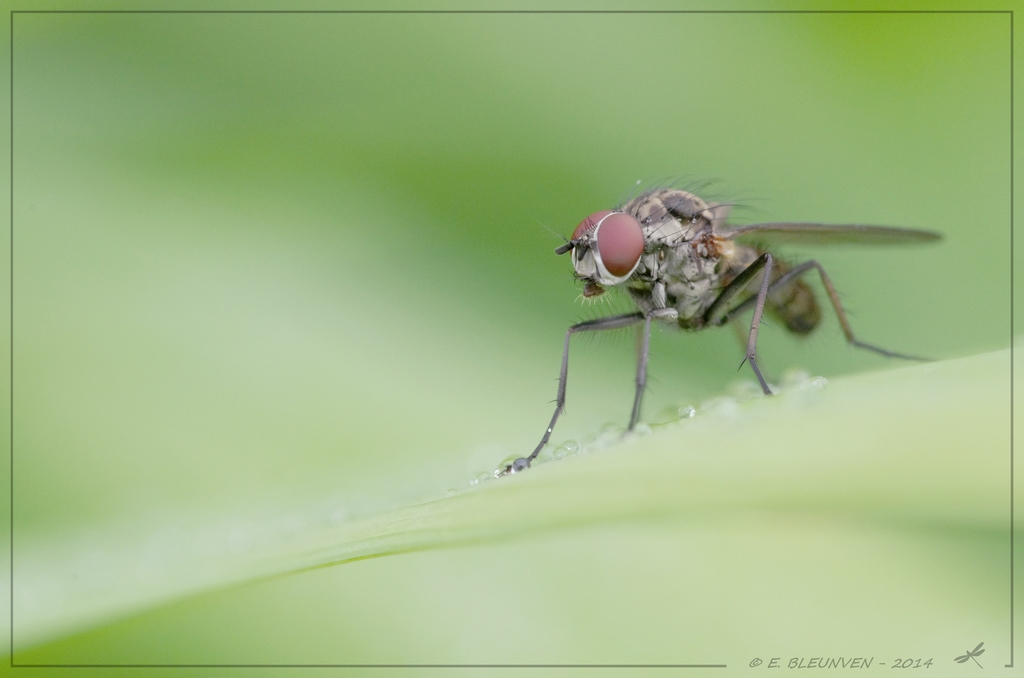 Macros/  proxi/  insectes  - Page 29 Mouche2web_zpsc3094405