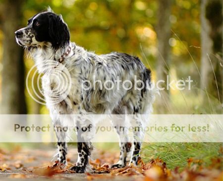⇛ s t r u g g l e ⇚ forms and discussion DEnglishSetter_zpsc21c48a4