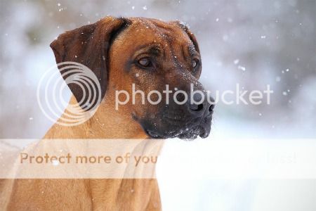 ⇛ s t r u g g l e ⇚ forms and discussion DRhodesianRidgeback_zps1cabadd9